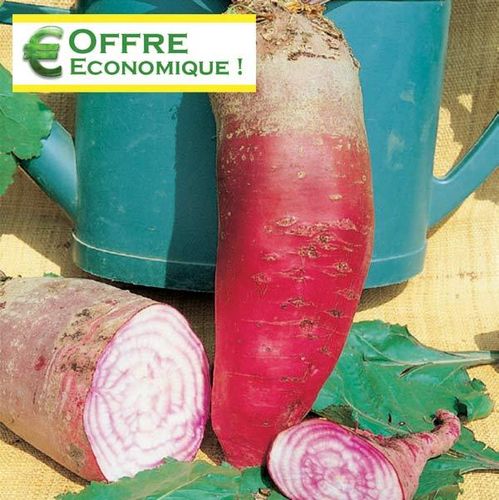 BETTERAVE FOURRAGERE GEANTE ROUGE 500g