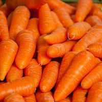 Graines de carottes