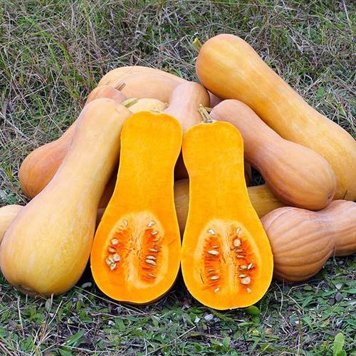 COURGE MUSQUEE BUTTERNUT WALTHAM 2g