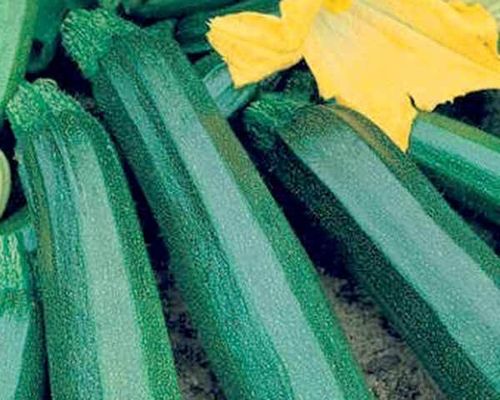 COURGETTE BACCARA HYBRIDE F1 2g