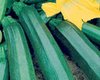 COURGETTE BACCARA HYBRIDE F1 2g