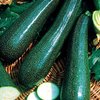 COURGETTE STORR’S GREEN HYBRIDE F1 3g