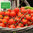 TOMATE CERISE RED CHERRY BIO 0,3g