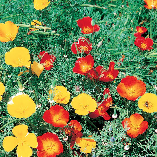 Californien goldmohn remplies de mélange pour env 150 plantes graines été fleur 