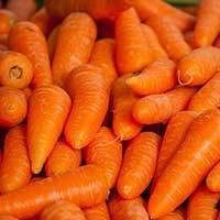 La culture de la carotte