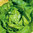 Collection de 5 variétés de Salades
