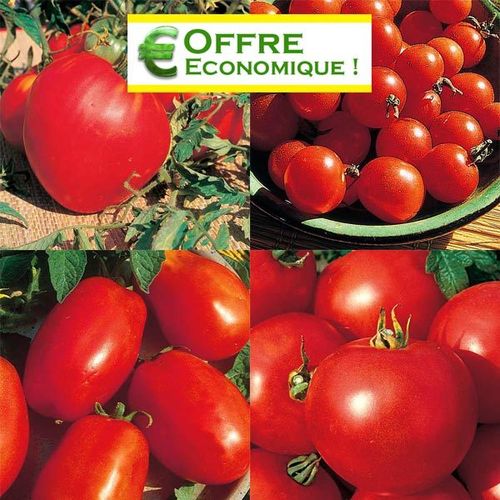 Collection de 4 variétés de Tomates