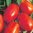Collection de 4 variétés de Tomates